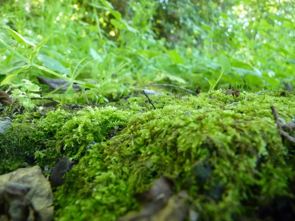 Dettaglio macro da vicino basso di muschio su sfondo verde — Foto Stock