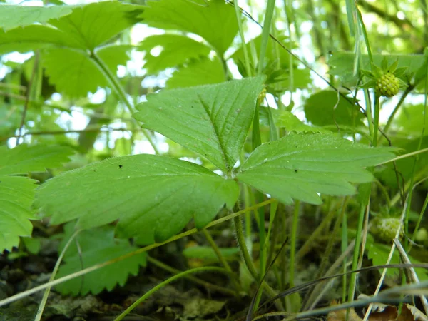 Close up Macro Detail of Wild Strawberry Plants — Stock Photo, Image