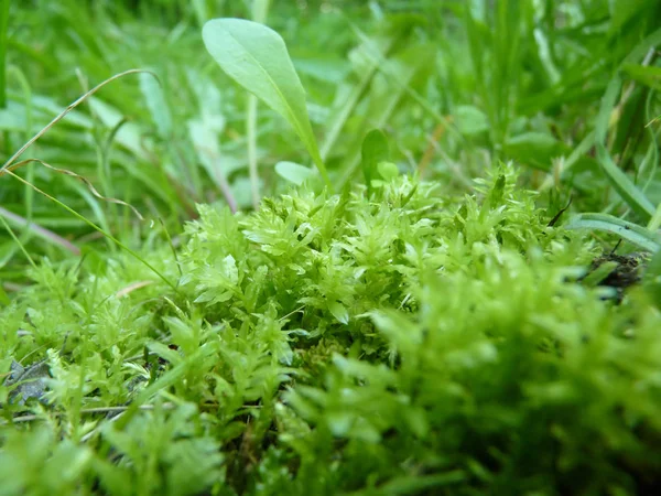 Χαμηλή κοντινό μακροεντολή λεπτομέρεια από φωτεινά πράσινα βρύα αναπτύσσονται σε χόρτο — Φωτογραφία Αρχείου