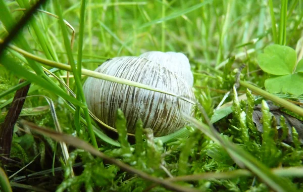 Bajo detalle de cerca Macro de caracol romano Shell en musgo y hierba —  Fotos de Stock