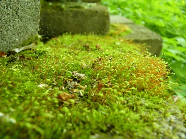 Bajo detalle de cerca Macro de musgo verde brillante — Foto de Stock