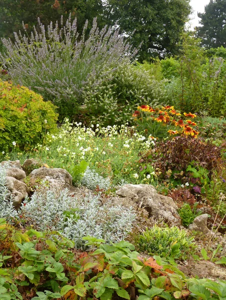 Flower Rock Garden with Lavender and Alpine Plants.