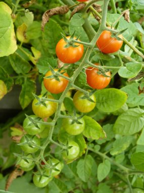 Yakın çekim veya kırmızı kuş üzümü domates bitki üzerinde meyve