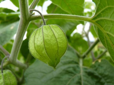 Physalis Cape bektaşi üzümü bitkinin yeşil meyve