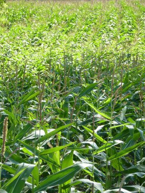 Mısır tarlasında güneş ışığı.