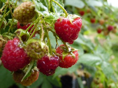 Makro su damla kırmızı ahududu meyve Bush kadar kapatın