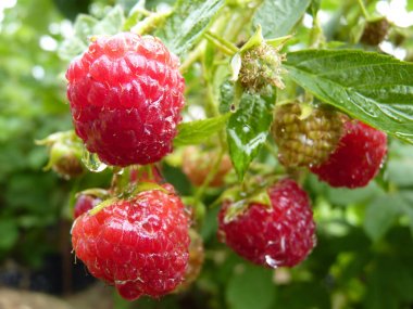 Makro su damla kırmızı ahududu meyve Bush kadar kapatın