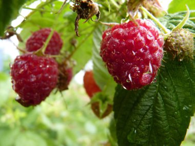 Makro su damla kırmızı ahududu meyve Bush kadar kapatın
