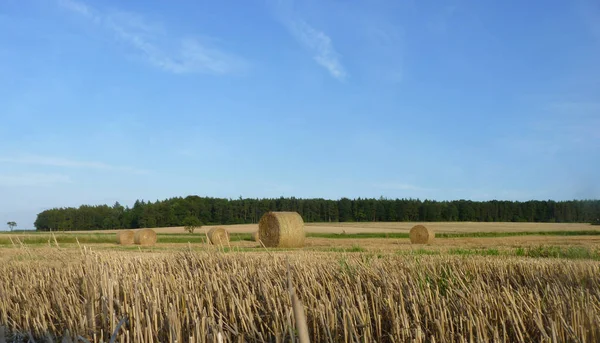 Hay Straw Bales on the Stubble Field,  Blue Sky and Forest Backg — Stock Photo, Image