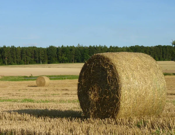Hay Straw Bales on the Stubble Field, Blue Sky and Forest Backgr — Stock Photo, Image