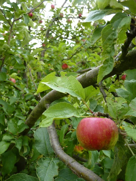 Close Up of Green and Red Apple Hanging on Tree — Stock Photo, Image