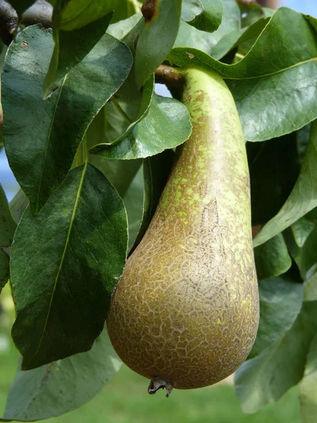 Groene peer op de boom — Stockfoto