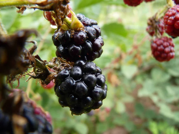 Makro Close Up owoców Blackberry ogród na zielonym tle — Zdjęcie stockowe