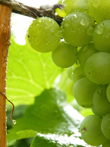 Close Up de gotas no cluster de uvas maduras na videira — Fotografia de Stock