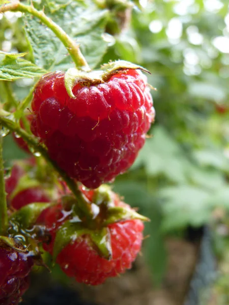 Makro su damla kırmızı ahududu meyve Bush kadar kapatın