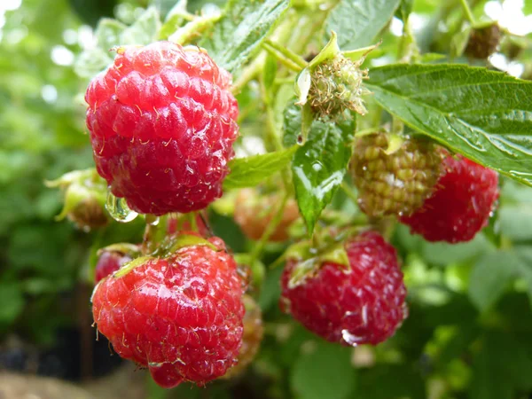 Primer plano Macro de agua cae sobre arbusto de fruta de frambuesa roja — Foto de Stock