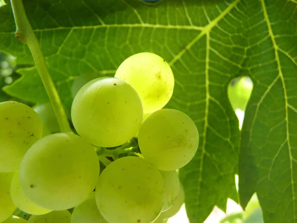 Primer plano del racimo de uva madura en Vine —  Fotos de Stock