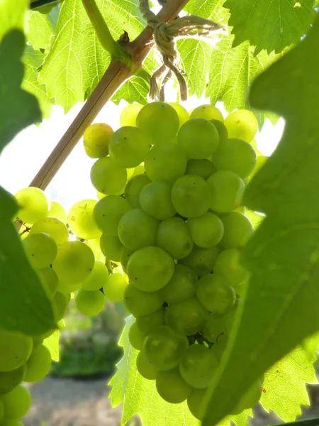 Fechar o cachimbo de uvas maduras na videira — Fotografia de Stock