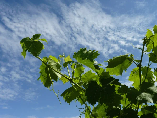 Fechar Macro de ramos de videira de uva — Fotografia de Stock