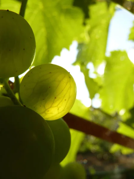 Fechar o cachimbo de uvas maduras na videira — Fotografia de Stock