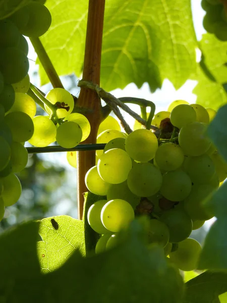 Fechar o cachimbo de uvas maduras na videira — Fotografia de Stock