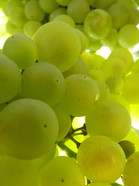Fechar Macro de cachos de uvas maduros translúcidos em videira — Fotografia de Stock