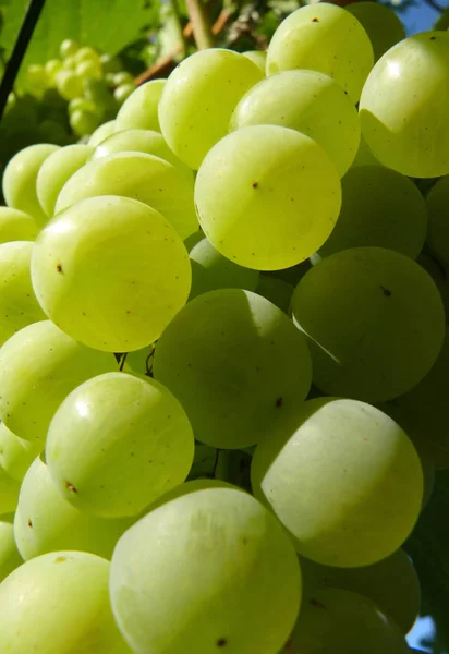 Close Up of Agrupamento de uvas douradas maduras na videira — Fotografia de Stock