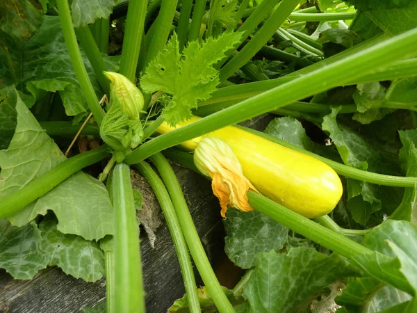 Close Up of Yellow Golden Zucchini or Courgette Plant — Stock Photo, Image