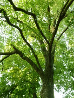 Yukarı bakarak eski ağaç dalları ve yeşil yaprakları.