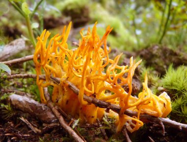 Sarı mantar orman içinde büyüyen makro kapat