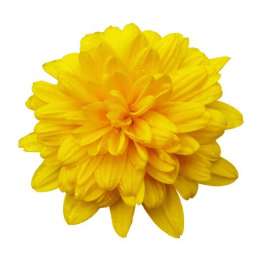 Beyaz arkaplanda izole edilmiş sarı çiçek