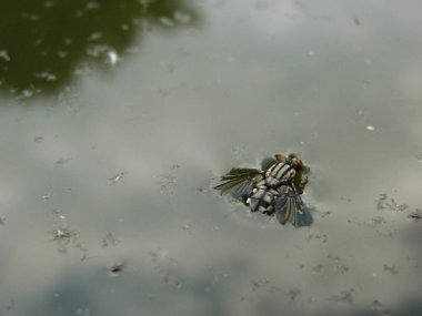 Yüzme ve suda boğulma sinek