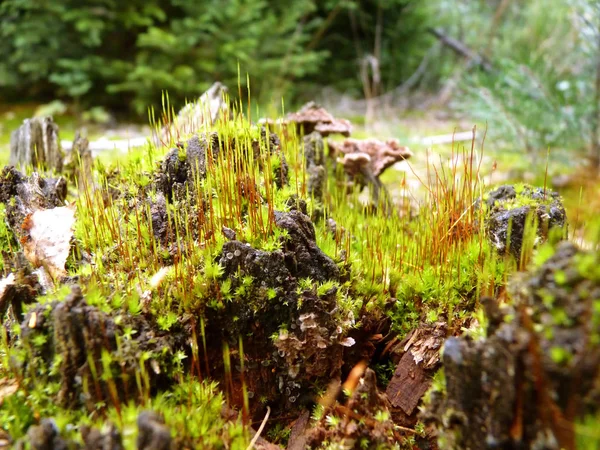 Moss creciendo en el bosque en el tocón de los árboles — Foto de Stock