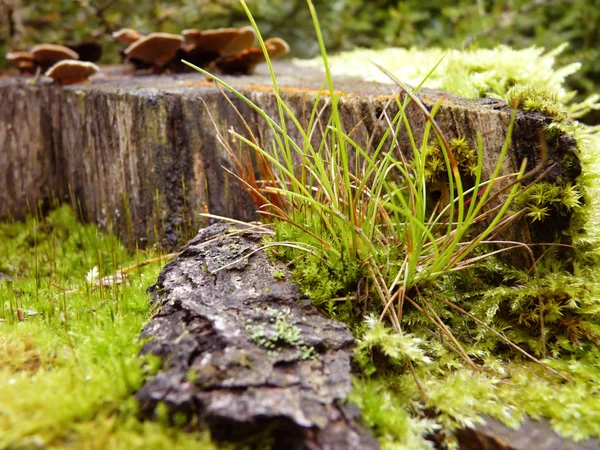 Mech a tráva roste v lese na pařezu zblízka makro — Stock fotografie