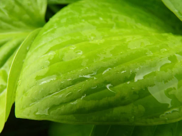 Close Up Detalhe macro de folha de Hosta verde molhada — Fotografia de Stock