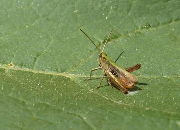 Tutup Detail Makro Grasshopper di Daun — Stok Foto