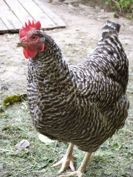 Pollo de gallina moteada en la granja —  Fotos de Stock