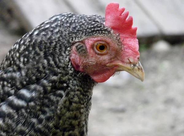 Cabeza de gallina salpicada de pollo —  Fotos de Stock