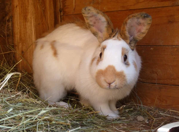 白色和棕色兔子在哈奇 — 图库照片