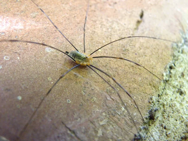 Harvestman örümcek makro yakın çekim — Stok fotoğraf