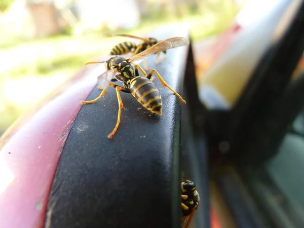 Makroaufnahme von Wespen am Auto — Stockfoto