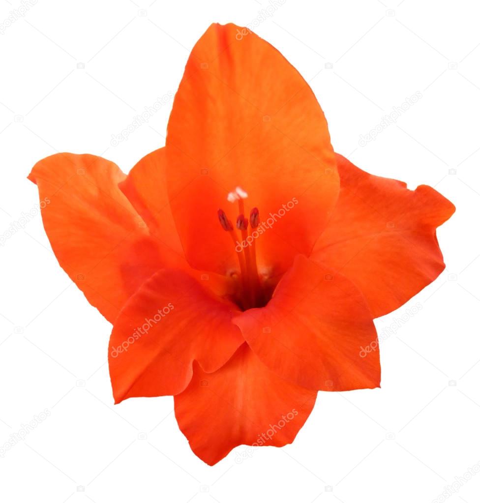 Orange Gladiolus Flower Closeup Close Up
