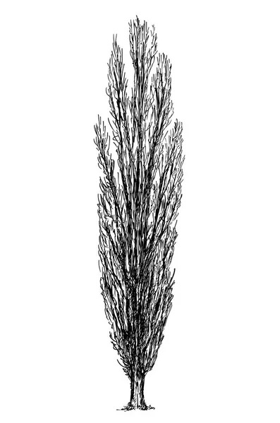 Penggambaran Vektor Kartun Pohon Poplar - Stok Vektor