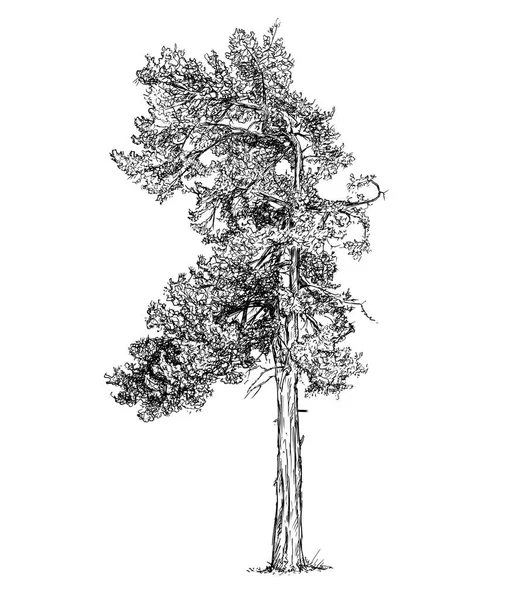 Tecknade vektor ritning av furu barrträd — Stock vektor