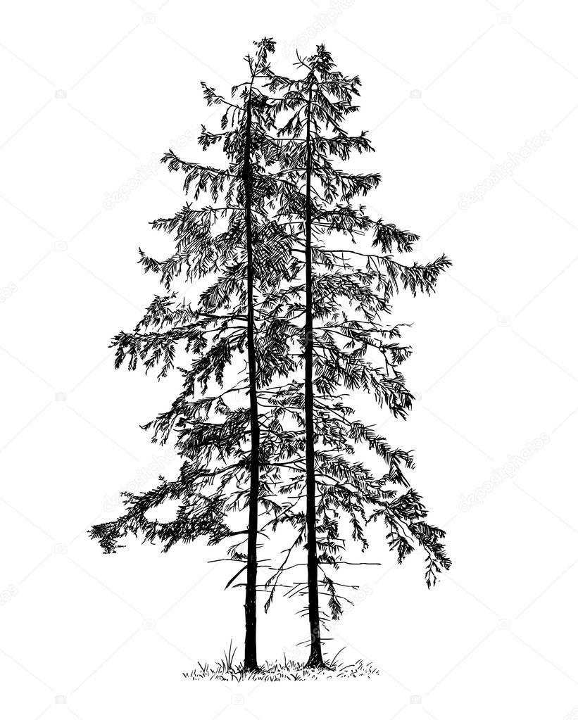 Cartoon Vector Drawing of Spruce Conifer Tree