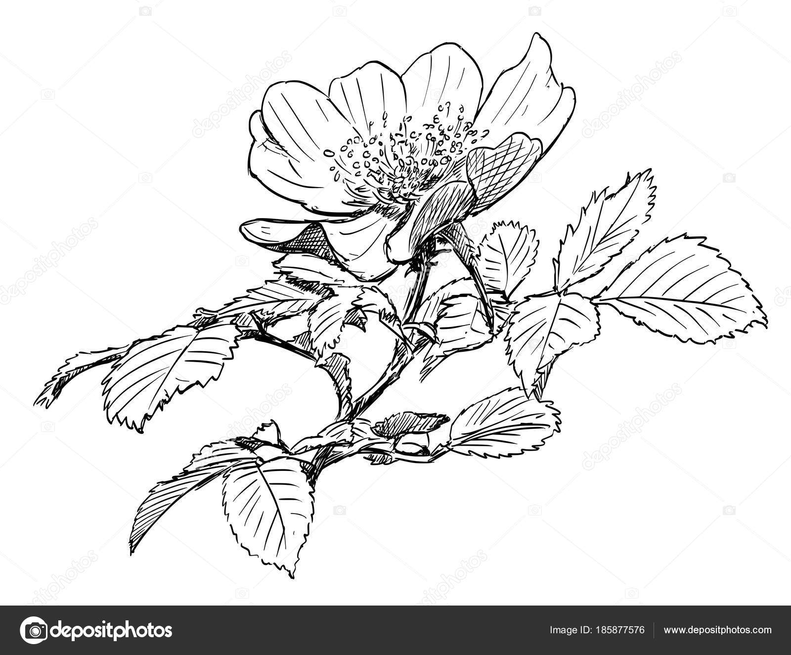 Vector Hand Drawing of Wild Rose Branch with Blooming ...
