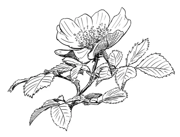 Vector Hand Drawing of Wild Rose Branch with Blooming Flower - Stok Vektor
