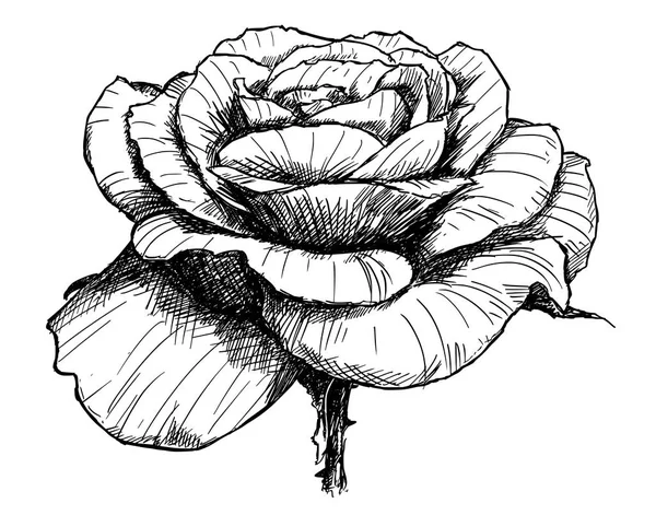 Dibujo a mano vectorial de flor de rosa en flor — Archivo Imágenes Vectoriales