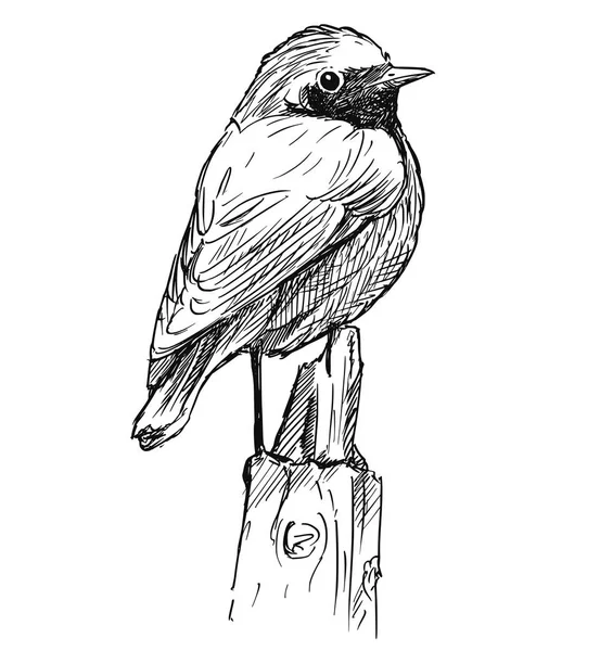 Dessin vectoriel à la main du petit oiseau Commun Redstart assis sur le dessus du pôle — Image vectorielle