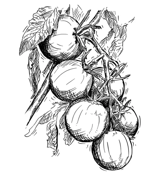 成熟番茄枝上生长的矢量手绘图 — 图库矢量图片